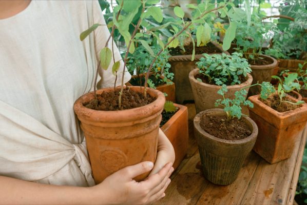 mùa hạ của tôi